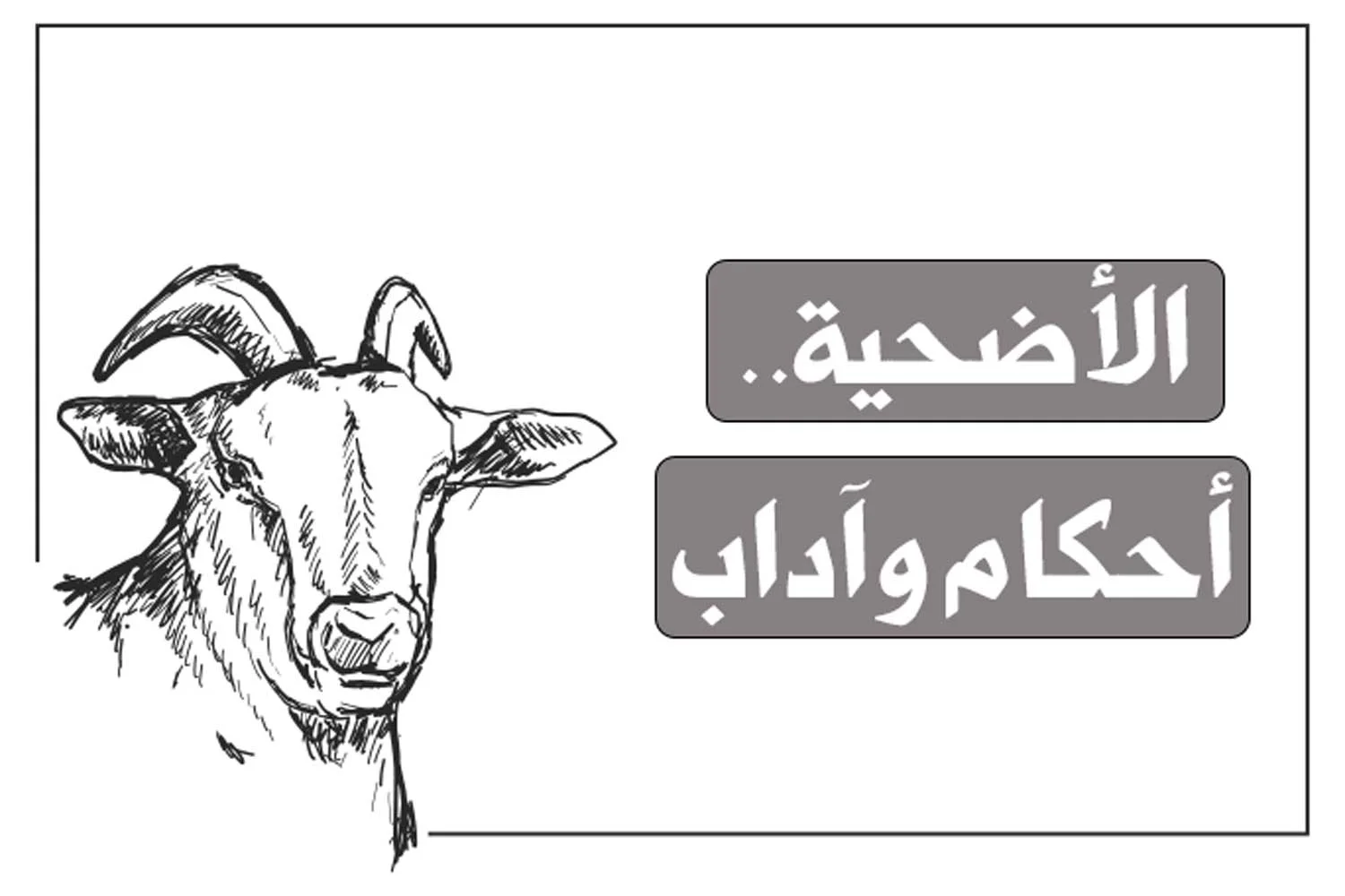 الأضحية.. أحكام وآداب
