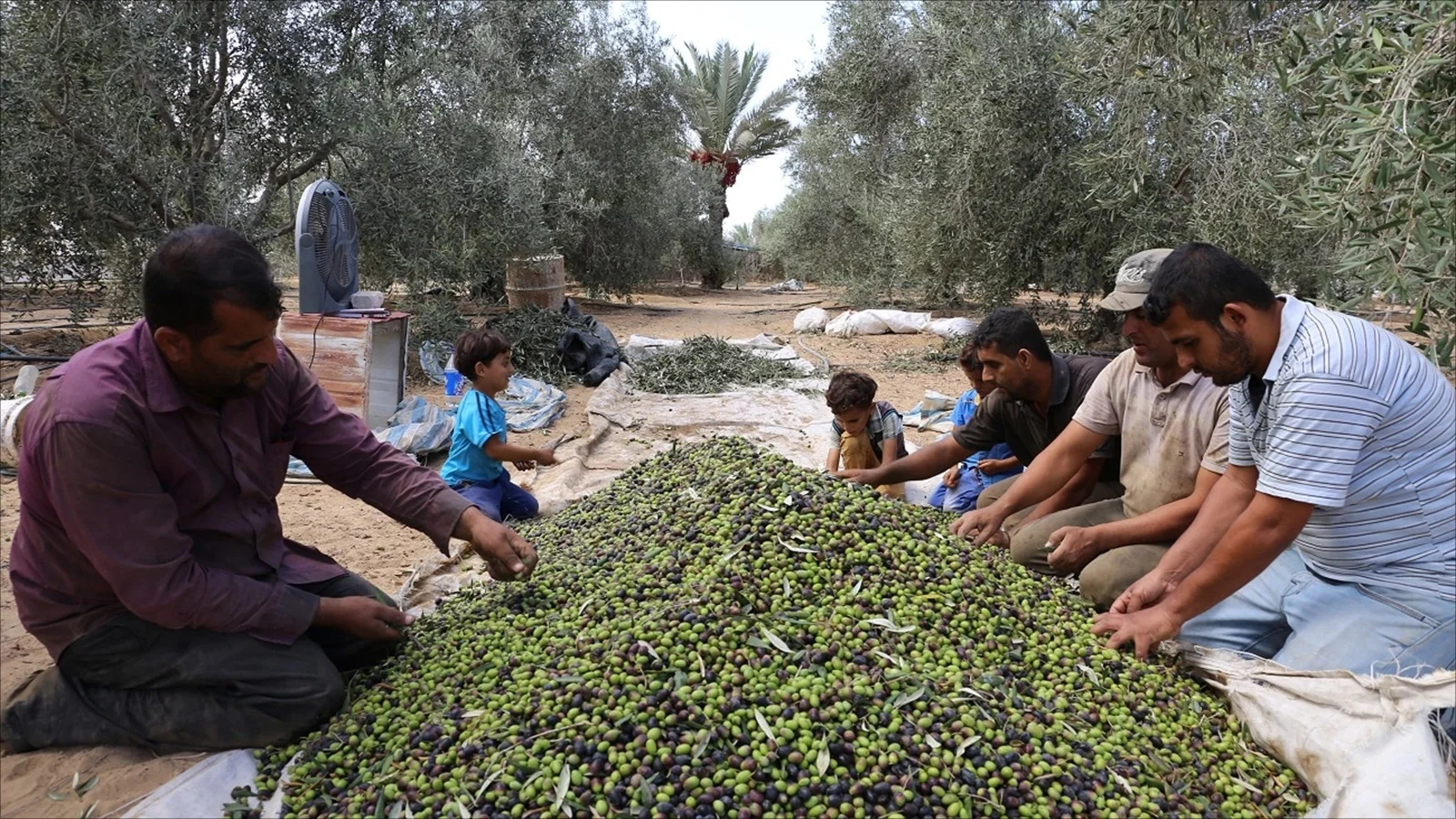في موسم قطاف الزيتون بفلسطين يتجدد العهد بالدفاع عن الأرض