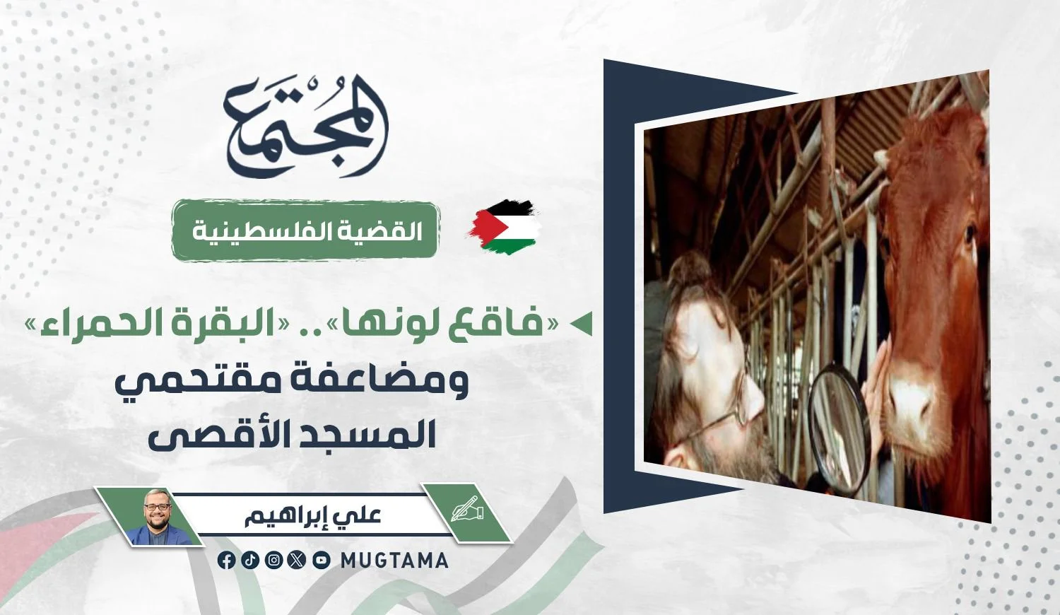 «فاقع لونها».. «البقرة الحمراء» ومضاعفة مقتحمي المسجد الأقصى