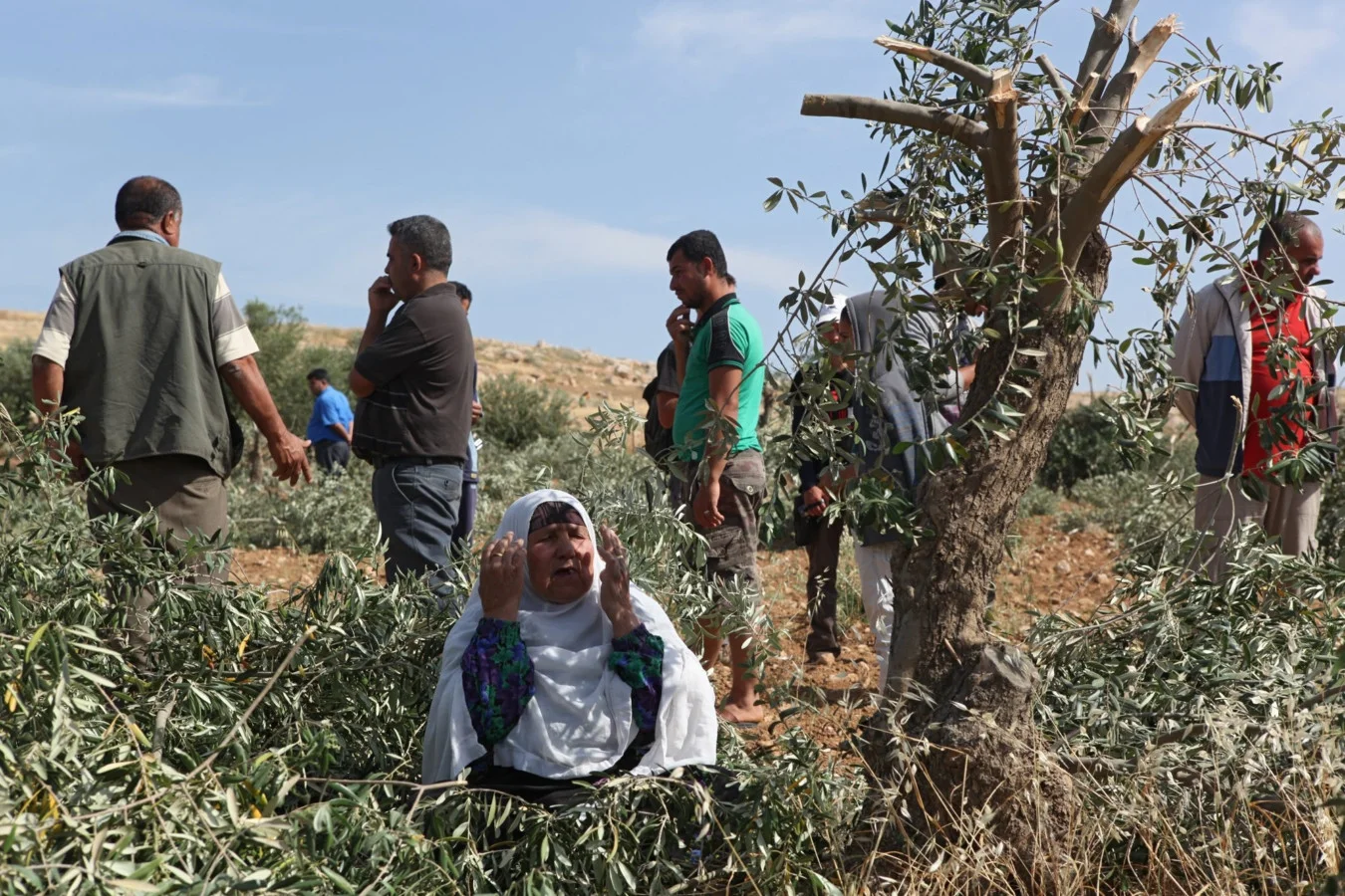 وكالات ومنظمات دولية: يجب حماية الفلسطينيين بموسم قطف الزيتون